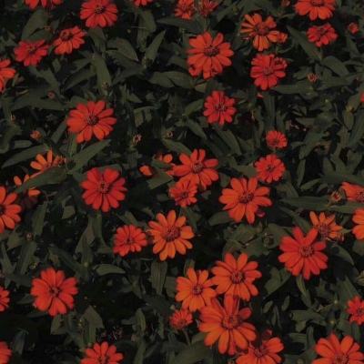 澳门网上黄金城下载手机版